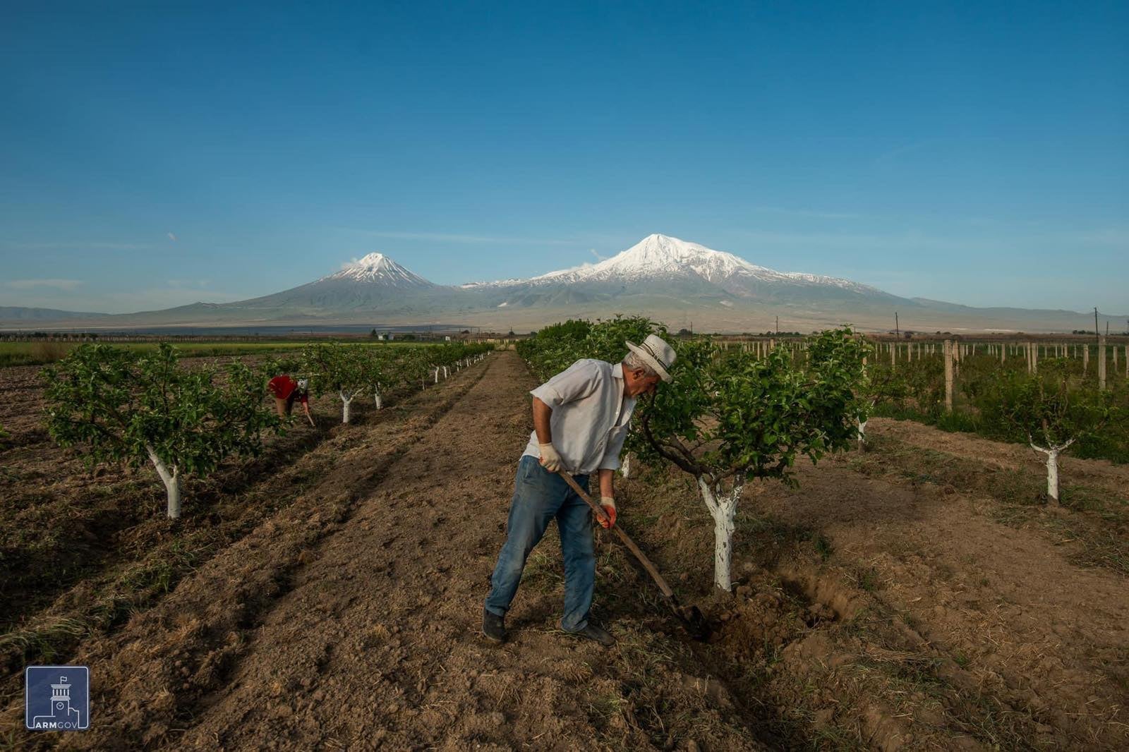 Ծաղկումից հետո պտղատու այգիներում պարտադիր կերպով անհրաժեշտ է շարունակել խնամքի աշխատանքները